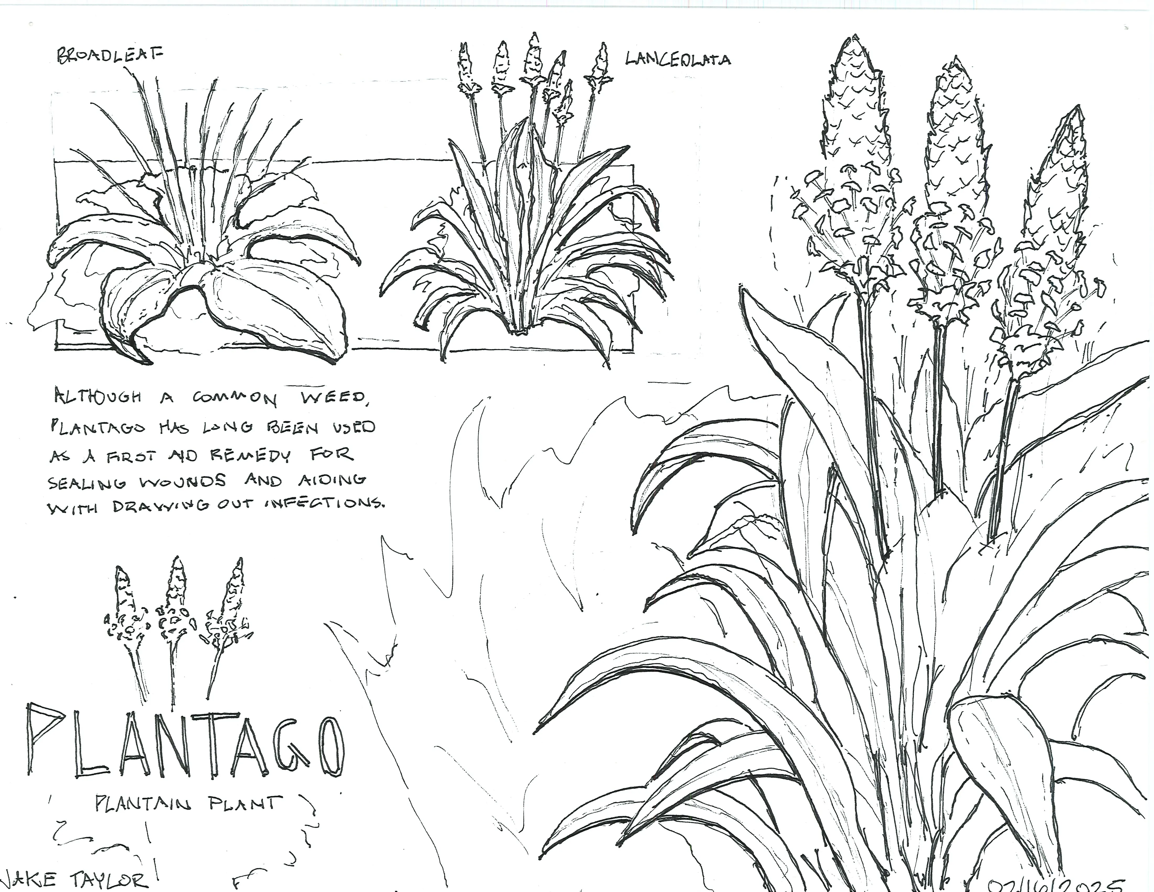 Hand-sketched artwork depicting a plantain plant, detailing its broad leaf and lanceolate.